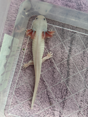 Axolotl M W Bild 3