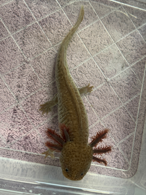 Axolotl M W Bild 2