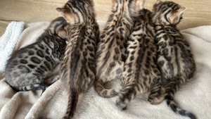 Wunderschöne Bengal Kitten reinrassig in gute Hände abzugeben Bild 1