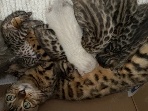 Wunderschöne Bengal Kitten reinrassig in gute Hände abzugeben Bild 3