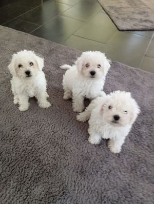 Bichon Bolognese 