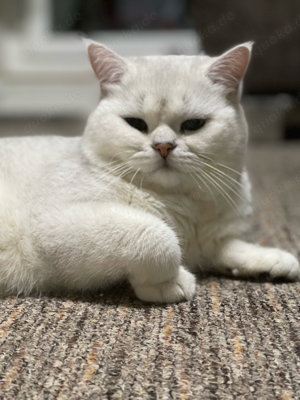 Deckkater BKH in silver shaded mit Stammbaum Kater Bild 4