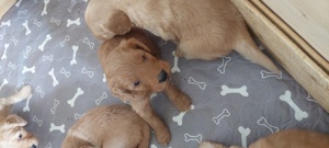Mini Goldendoodle Welpen in Red Fawn Bild 3