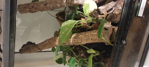 Höckerkopfgecko Weibchen mit Terrarium  Bild 3