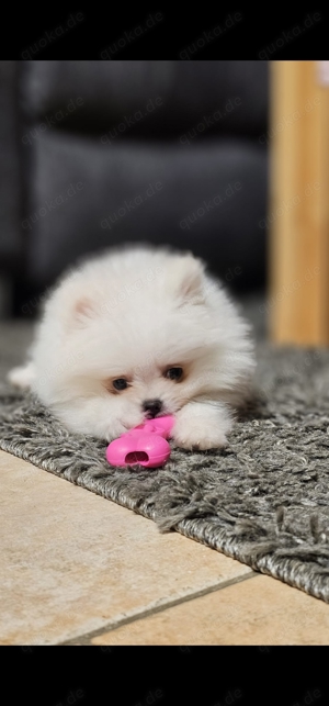 Pomeranian mini Welpe Bild 1