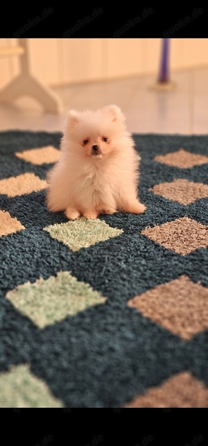 Pomeranian mini Welpe Bild 4