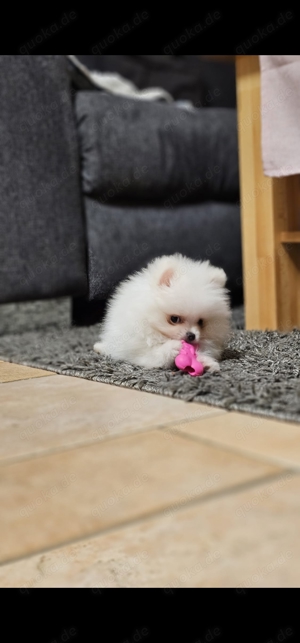 Pomeranian mini Welpe Bild 2