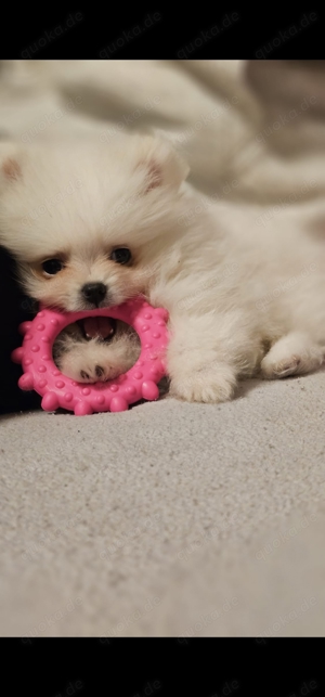 Pomeranian mini Welpe Bild 3