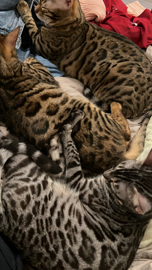 3 Bengal Katzen  Bild 6