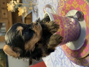 Yorkshire Terrier Welpe Miniatur  Bild 2