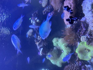 Meerwasser Fische Salzwasser Fisch Korallen Blumen Tiere Aquarstik Bild 1