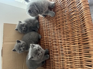 BKH Kitten in der Farbe Blue Bild 5