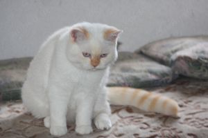 BKH Kätzchen und Teans Katzen zu verkaufen, Anfrage bitte Telefonisch Bild 6