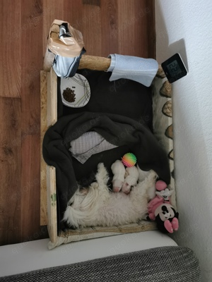 Hund malteser koreanisch toy Bild 6