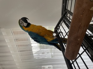 Ara Papagei zum verkaufen Bild 2