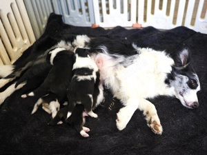 Australian Shepherd Welpen Bild 1