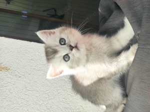 Zuckerschock BKH Kitten zum verlieben suchen ein neues Zuhause britische Katzen Bild 3