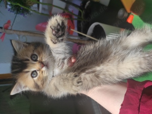 Zuckerschock BKH Kitten zum verlieben suchen ein neues Zuhause britische Katzen Bild 5