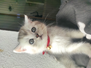 Zuckerschock BKH Kitten zum verlieben suchen ein neues Zuhause britische Katzen Bild 2