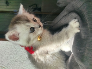 Zuckerschock BKH Kitten zum verlieben suchen ein neues Zuhause britische Katzen Bild 4