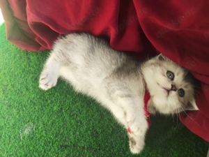 Zuckerschock BKH Kitten zum verlieben suchen ein neues Zuhause britische Katzen Bild 7
