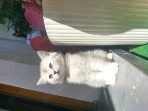 Zuckerschock BKH Kitten zum verlieben suchen ein neues Zuhause britische Katzen Bild 9