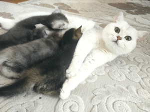 Zuckerschock BKH Kitten zum verlieben suchen ein neues Zuhause britische Katzen Bild 10