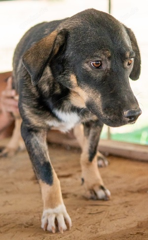  Bandit, geb. ca. 10 2020, lebt in GRIECHENLAND, auf Gelände, wo Hunde notdürftig versorgt werden Bild 5