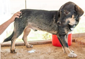  Bandit, geb. ca. 10 2020, lebt in GRIECHENLAND, auf Gelände, wo Hunde notdürftig versorgt werden Bild 4