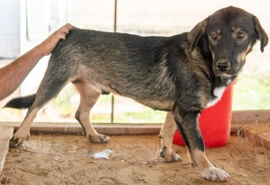  Bandit, geb. ca. 10 2020, lebt in GRIECHENLAND, auf Gelände, wo Hunde notdürftig versorgt werden Bild 3
