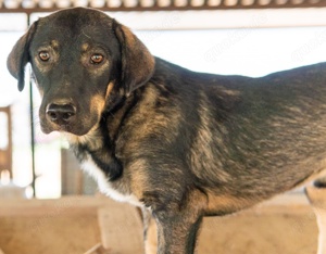  Bandit, geb. ca. 10 2020, lebt in GRIECHENLAND, auf Gelände, wo Hunde notdürftig versorgt werden Bild 6