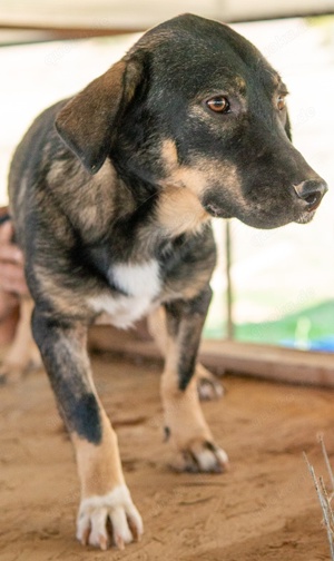  Bandit, geb. ca. 10 2020, lebt in GRIECHENLAND, auf Gelände, wo Hunde notdürftig versorgt werden Bild 2