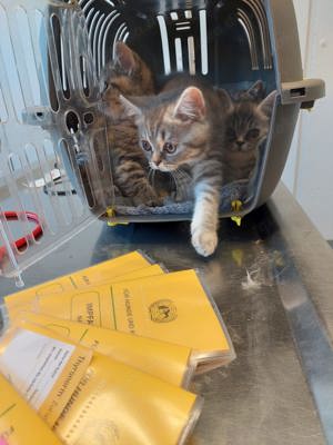 BKH Kitten abholbereit und vollständig geimpft  Bild 5