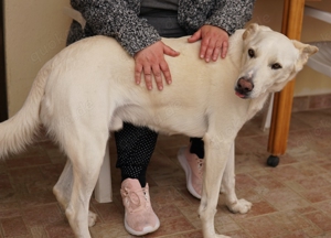 Thor, geb. ca. 03 2018, lebt in GRIECHENLAND, auf einer privaten Pflegestelle  Bild 9