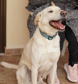 Thor, geb. ca. 03 2018, lebt in GRIECHENLAND, auf einer privaten Pflegestelle  Bild 6