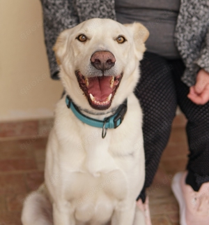 Thor, geb. ca. 03 2018, lebt in GRIECHENLAND, auf einer privaten Pflegestelle  Bild 5