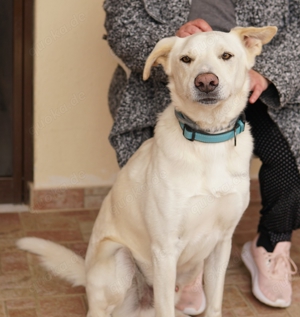 Thor, geb. ca. 03 2018, lebt in GRIECHENLAND, auf einer privaten Pflegestelle  Bild 2