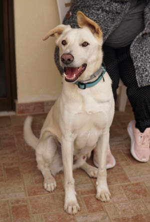 Thor, geb. ca. 03 2018, lebt in GRIECHENLAND, auf einer privaten Pflegestelle  Bild 4