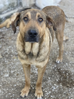 Novo, geb. ca. 04 2023, lebt in GRIECHENLAND, im städt. Tierheim Serres Bild 5