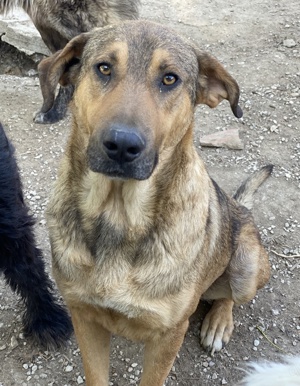 Novo, geb. ca. 04 2023, lebt in GRIECHENLAND, im städt. Tierheim Serres Bild 4