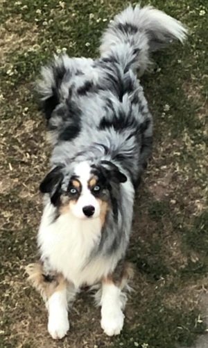 Deckrüde Aussie Bild 10