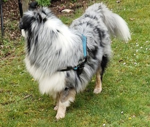 Deckrüde Aussie Bild 4