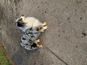Mini Australian Shepherd Rüde Blue Merle Aussie Bild 10
