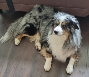 Mini Australian Shepherd Rüde Blue Merle Aussie Bild 2