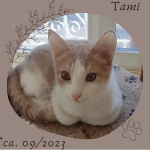 Tami, cremeweisses Katzenmädchen, kastriert Bild 2