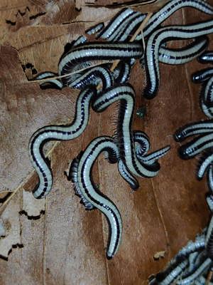 Spirobolellus sp. Maui - Tausendfüßer - Asseln - Terrarium Bild 2