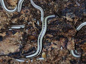 Spirobolellus sp. Maui - Tausendfüßer - Asseln - Terrarium Bild 3