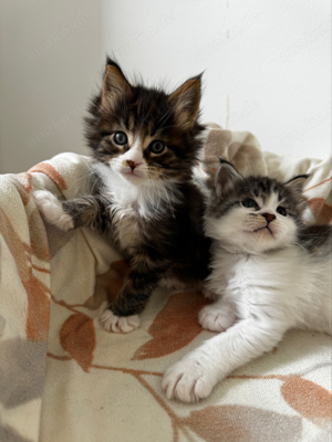 Tolle Maine Coon Kitten mit Stammbaum , Katzen Kater  Bild 5