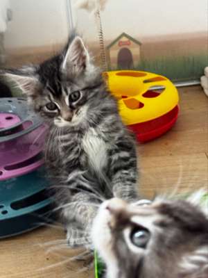Tolle Maine Coon Kitten mit Stammbaum , Katzen Kater  Bild 2