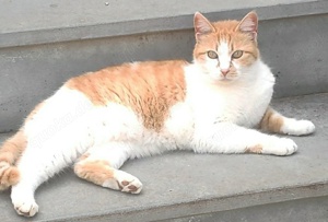 Marcio, geb. ca.05 2021, lebt inGRIECHENLAND,auf einer privaten Pflegestelle Bild 5